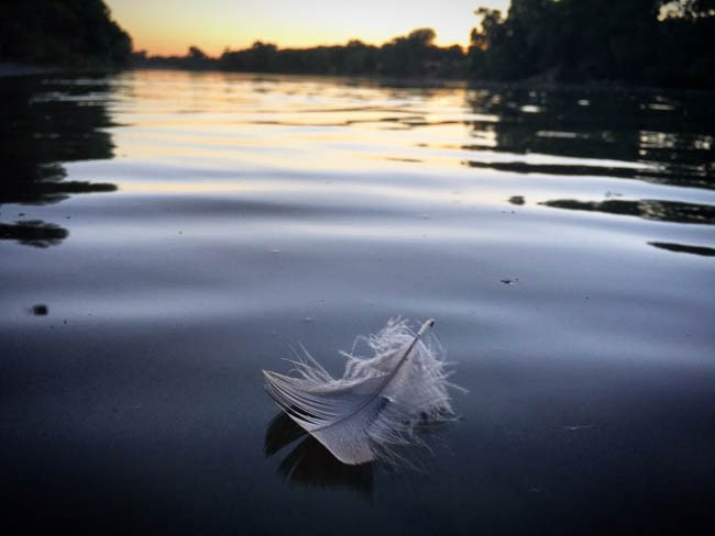 Feather on River by Allyson Seconds