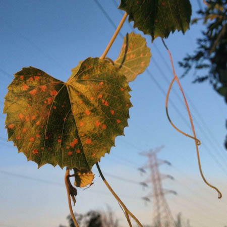 Heart Hangs On by Allyson Seconds