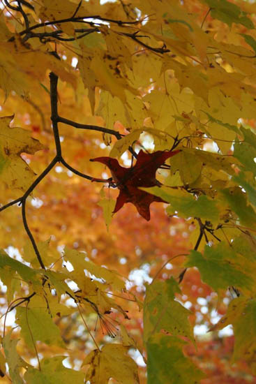 Stand Alone by Ann Lamparski