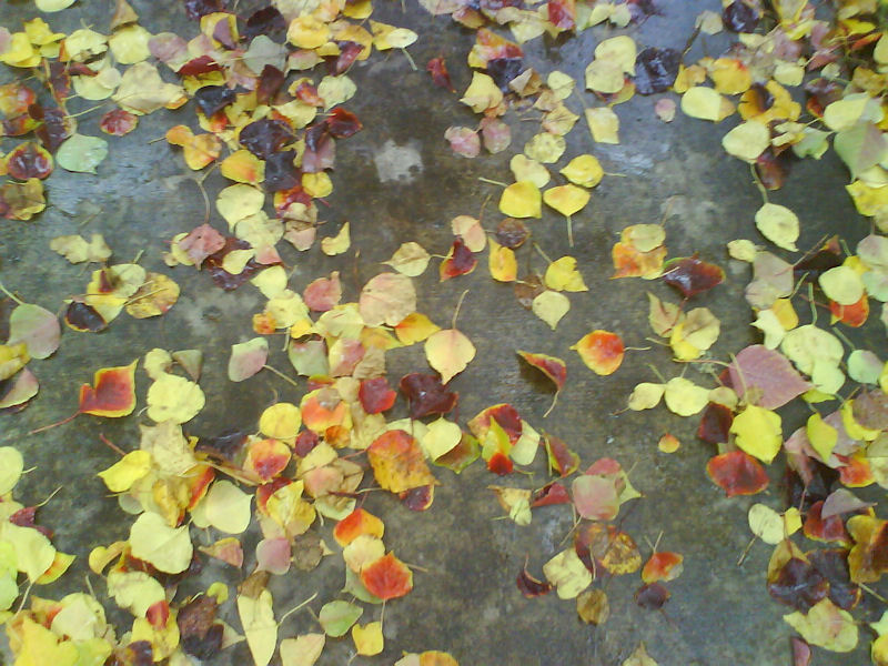 Ginko Leaves by Frank Dixon Graham