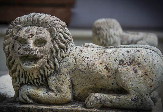 Lions Roar by Ruben Briseno Reveles