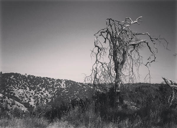 California Drought by Stuart Livingston Canton