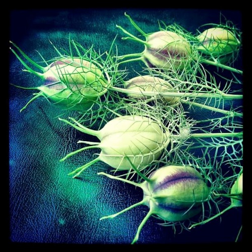 NIGELLA PODS by Allyson Seconds