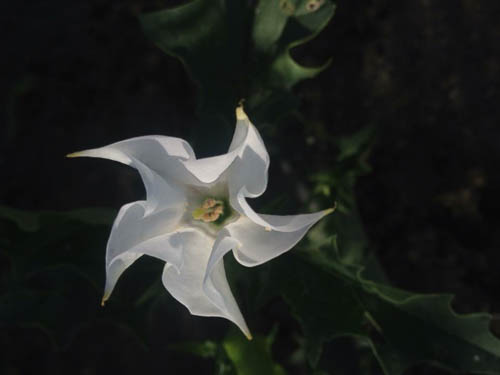 WILD DATURA by Allyson Seconds