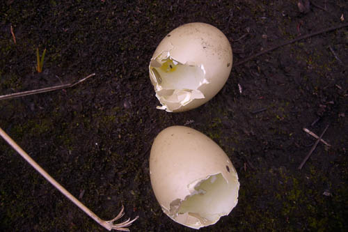 EGGSHELLS by Brent Wiggans