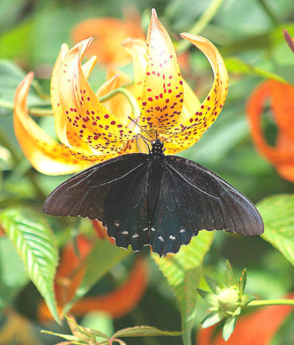 BLACK BUTTERFLY by Christopher Kildow Moon