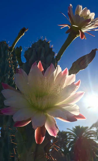 DESERT BLOOM by Sophia Ewing