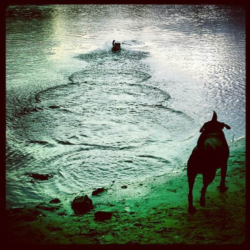 RIVER DOGS by Allyson Seconds border=