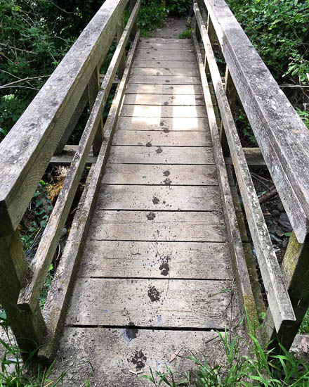 Crossing by Allyson Seconds