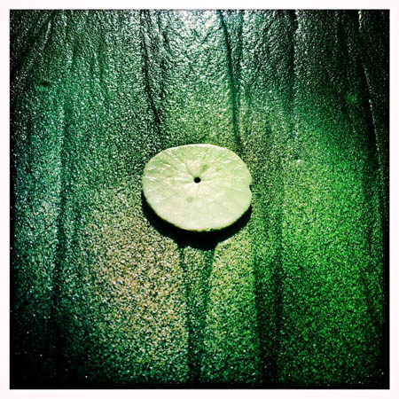 Sand Dollar by Allyson Seconds