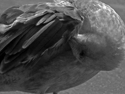 Preening by Katy Brown