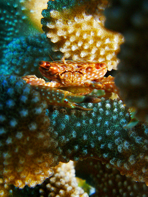Crab by Darlene Ott