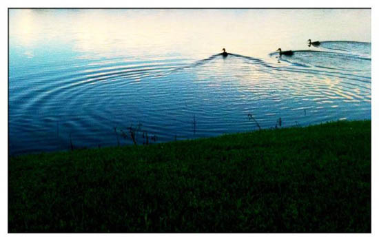 Water by Rosario Romero