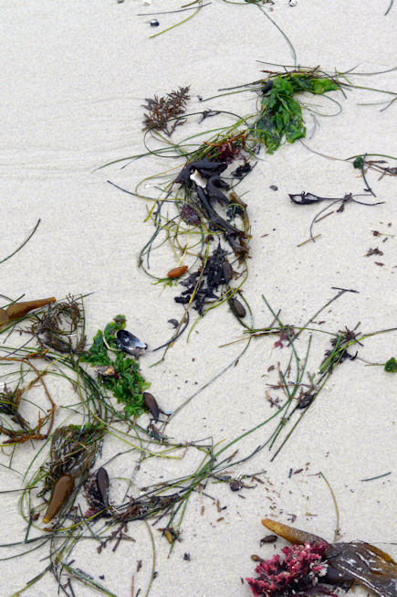 Beach strands at Asilomar by Stephen Sadler