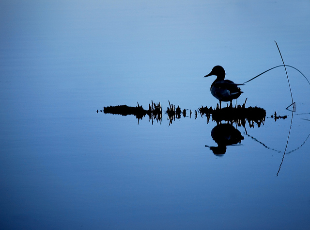 Photograph by Brenda Yamen