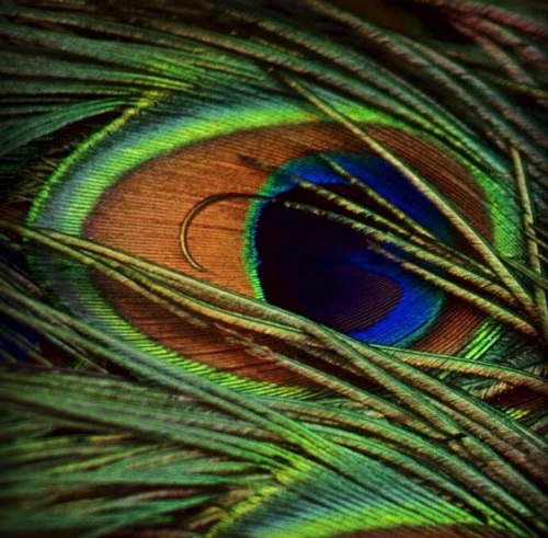PEACOCK EYE by Rosario Romero
