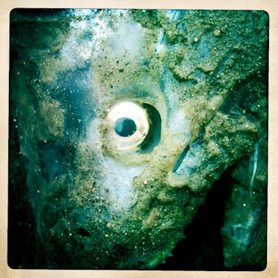 DEAD SALMON by Allyson Seconds